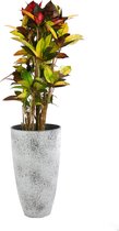 Kamerplant van Botanicly – Croton – Hoogte: 100 cm – Codiaeum variegatum Mrs Iceton