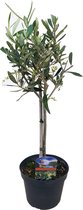 Kamerplant van Botanicly – Olijf boom – Hoogte: 45 cm – Olea europeae