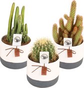 Cactussen van Botanicly – 3 × Cactus mix – Hoogte: 25 cm