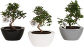 Bonsai van Botanicly – 3 × Bonsai Mix – Hoogte: 35 cm