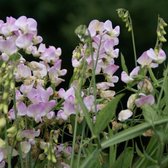 12x Pronkerwt (Lathyrus latifolius 'Pink Pearl') - P9 pot (9x9)