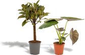 Set van 2 - Ficus Elastica Melany 85cm hoog, 21Ø + Alocasia Wentii 60cm hoog, 19Ø - Kamerplant - Zonder mand