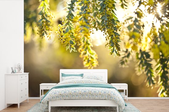 Papier peint photo en vinyle - Gros plan de fleurs d'acacia jaune au soleil largeur 360 cm x hauteur 240 cm - Tirage photo sur papier peint (disponible en 7 tailles)