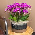 Paarse phalaenopsis orchidee in een glanzende donkergrijze en bruine pot met mos decoratie.
