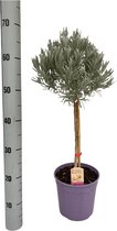 Kruid van Botanicly – Lavendel – Hoogte: 70 cm – Lavandula angustifolia