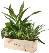 Ecoworld Box Kamerplanten Luchtzuiverend - 3 Groene Kamerplanten - Duurzaam Houten Kistje - Incl. Kamerplanten Voeding en Handige Watermeter