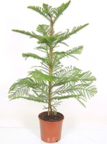 Kamerplant van Botanicly – Kamerden – Hoogte: 110 cm – Araucaria Heterophylla