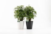 Kamerplanten van Botanicly – 2 × Polyscias in keramische pot als set – Hoogte: 35 cm – Polyscias Hawaiiana Ming