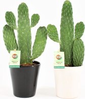 Cactussen van Botanicly – 2 × Opuntia Consolea in keramische pot als set – Hoogte: 30 cm