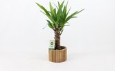 Kamerplant van Botanicly – Palmlelie – Hoogte: 50 cm – Yucca