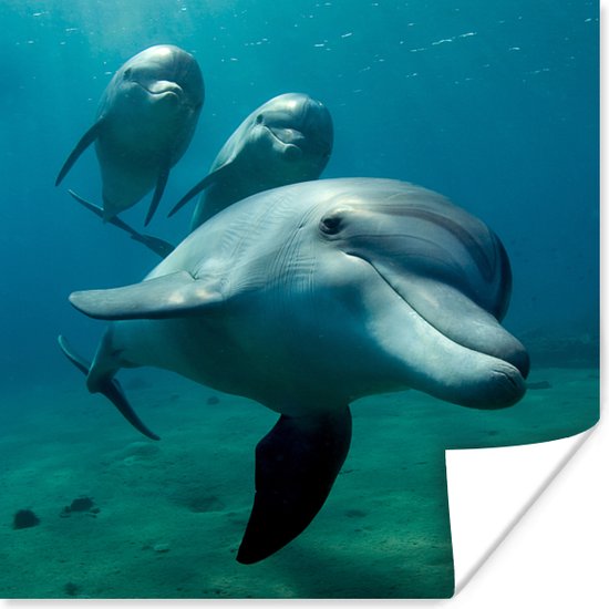 Affiche Water - Dauphin - Blauw - 100x100 cm XXL