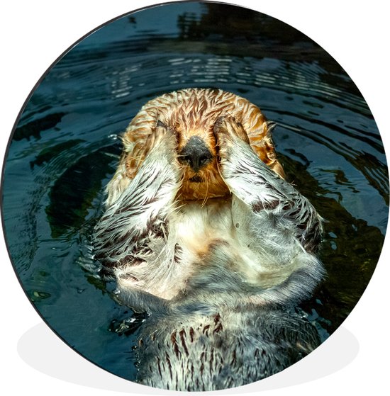 WallCircle - Wandcirkel - Muurcirkel - Otter ligt in het water - Aluminium - Dibond - ⌀ 120 cm - Binnen en Buiten XXL