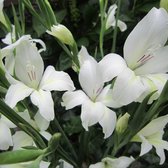 Gladiool Albus | 10 stuks | Snijbloem | Wit | Top kwaliteit Gladiolen knollen | Zwaardlelie | 100% Bloeigarantie | QFB Gardening