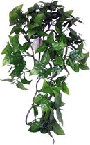 PHILODENDRON PLANT 30CM