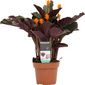 Anthurium Jungle Bush in sierpot - Mica Carrie (lichtgrijs) - Hoogte ↕ 55cm - Pot ∅ 18cm
