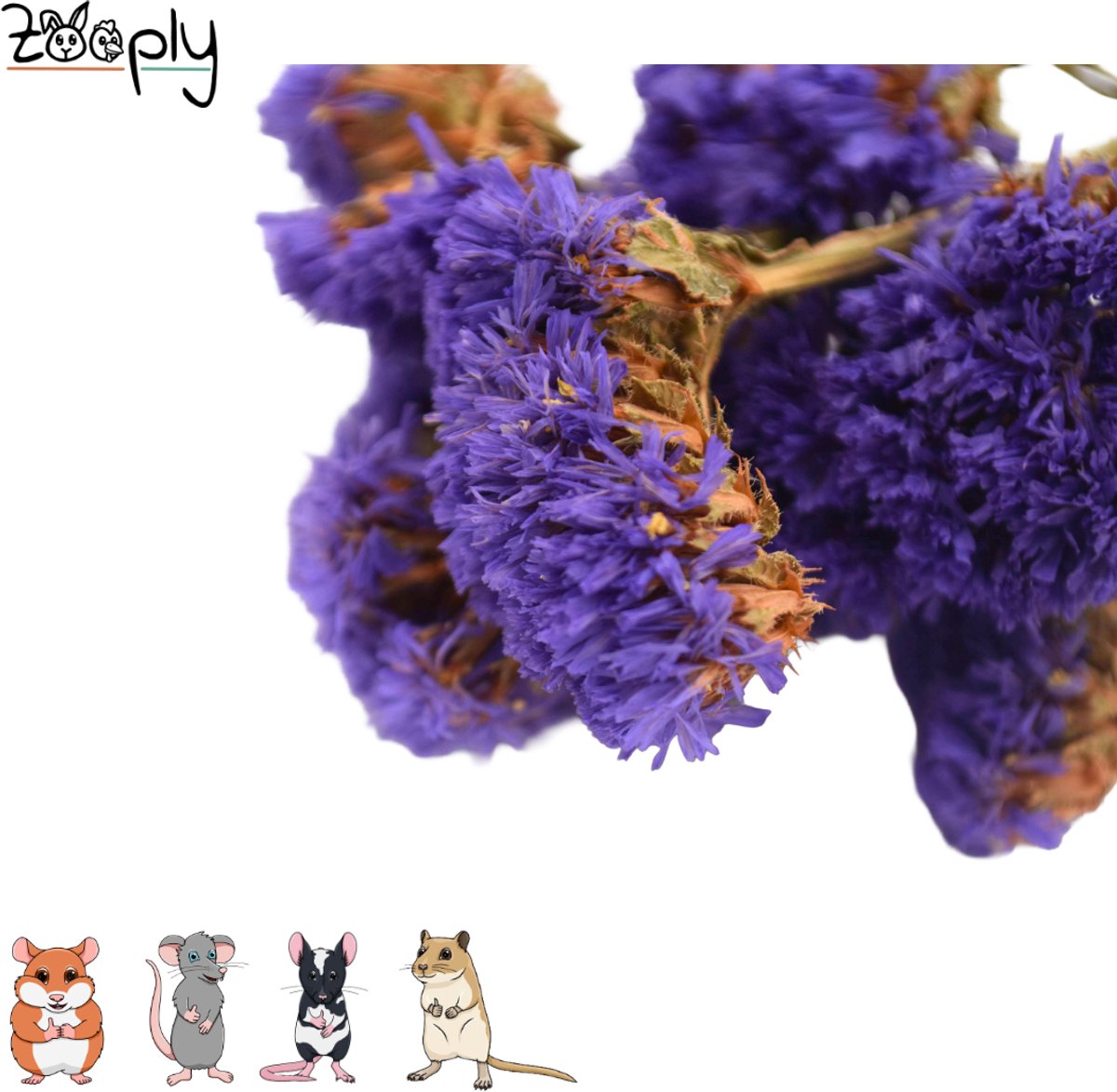 Zooply Strandlavendel - Donker Violet - 70 gram - in koker