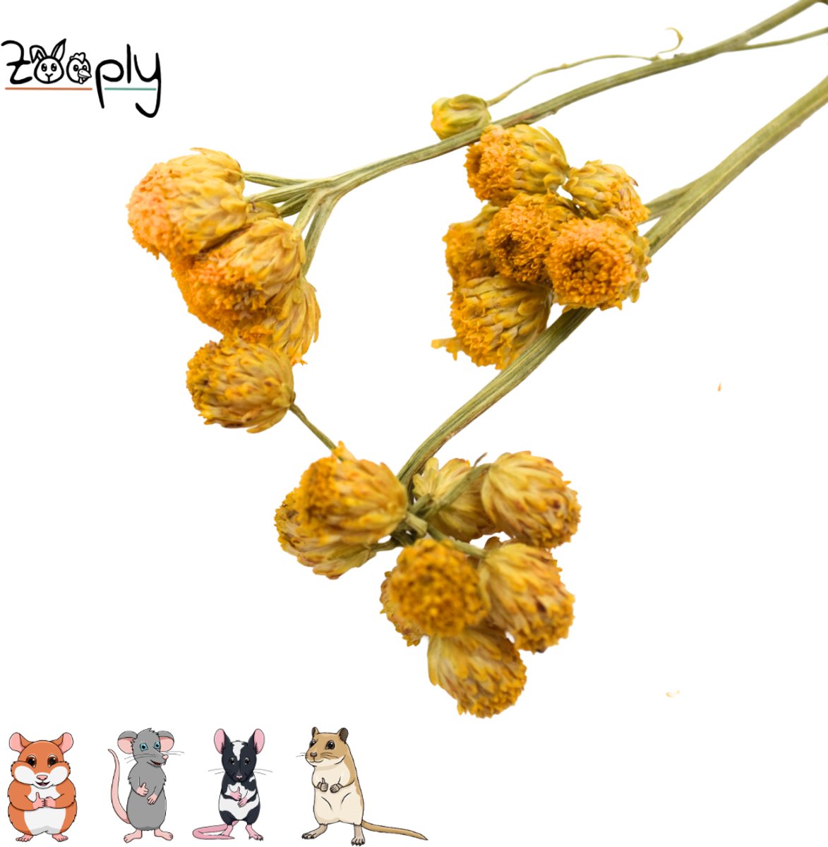 Zooply Gele Ageratum - 70 gram - in koker