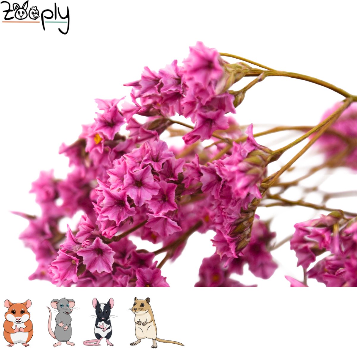 Zooply Lamsoor - Roze - 70 gram - in koker