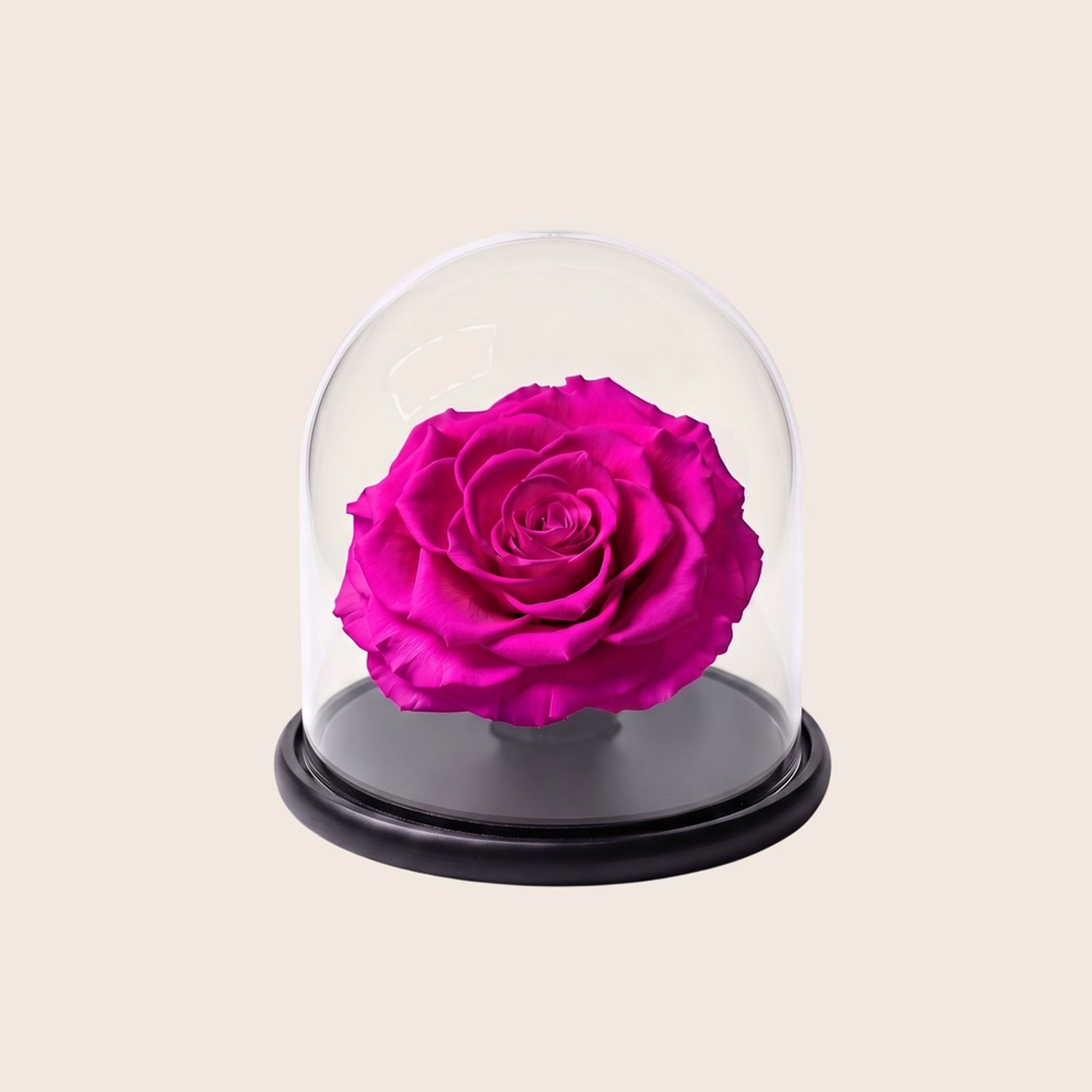 Charle Roses Dome Bonita - Echte houdbare rozenkop onder glazen stolp - 13,5 cm - Royal Fuchsia felroze - in cadeauverpakking