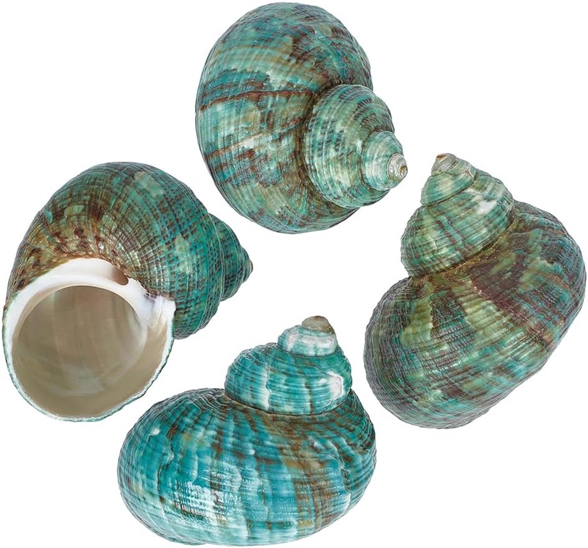 PandaHall 4 stuks grote heremietkreeften schelpen, 2 x 1,9 x 1,6 inch natuurlijke zeeschelp ornament turbo zeeschelpen voor doe-het-zelf ambachten huisdier krab habitat aquarium hars kaars