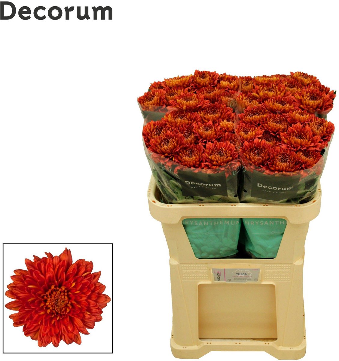 10x Chrysant tusca 70cm