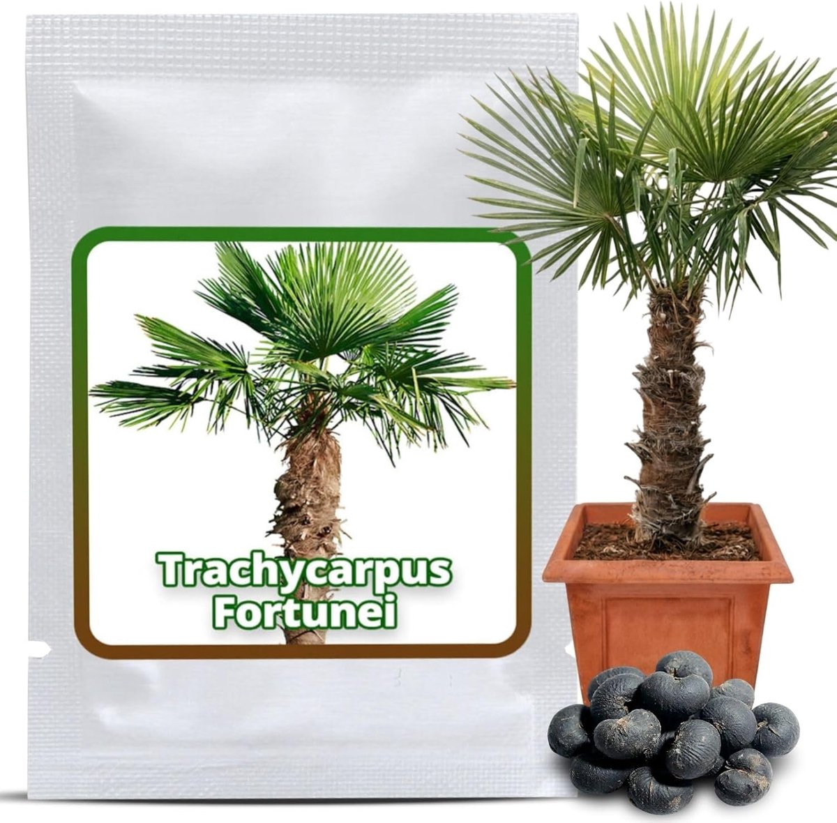 Magic of Nature: Hemp Palm Seeds (10 Pcs) Trachycarpus fortunei Hardy - Palm seeds resistant to -18 ° C - ShopVlot