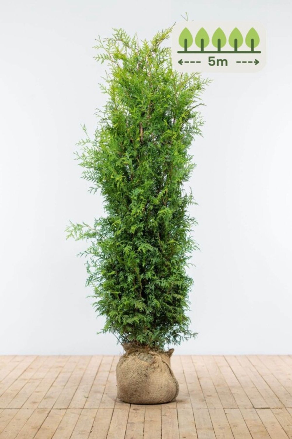 Thuja 'Brabant' 160-180 cm voor 5 meter - 10st. Thuja occidentalis 'Brabant'