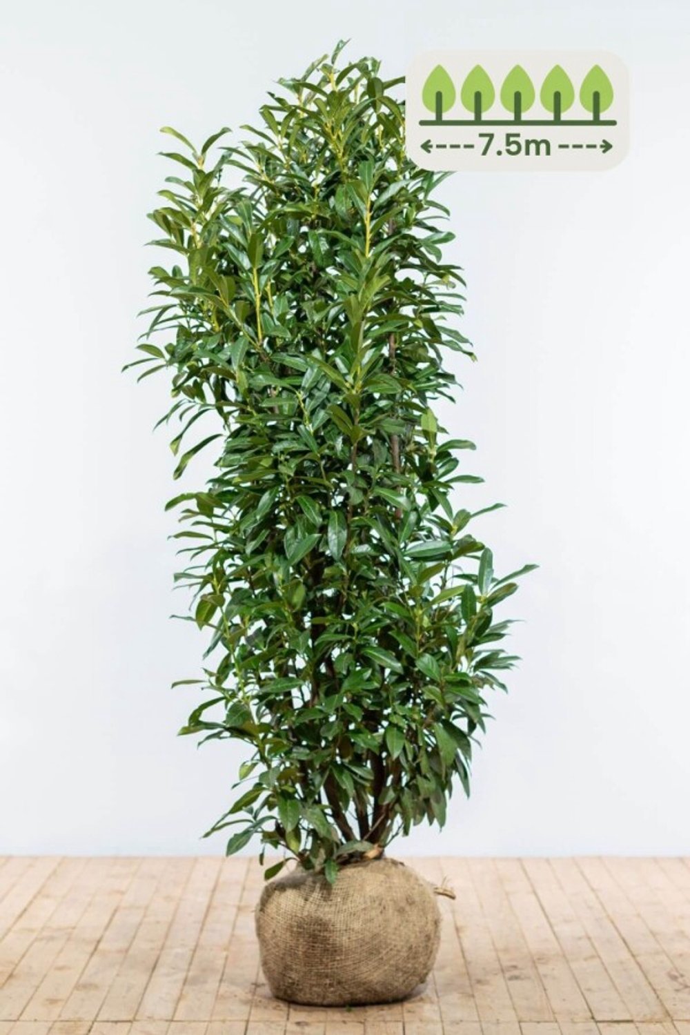 Laurier 'Genolia' 150-175 cm voor 7.5 meter - 15st. Prunus laurocerasus 'Genolia'