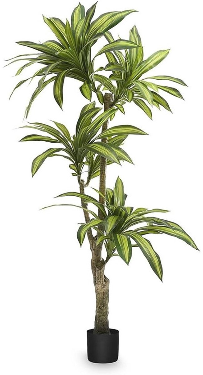 Kunstmatige Dracaena 170 cm | Hyperrealistische Decoratieve Plant | Tropische Boom voor Woon- en Kantoorinrichting