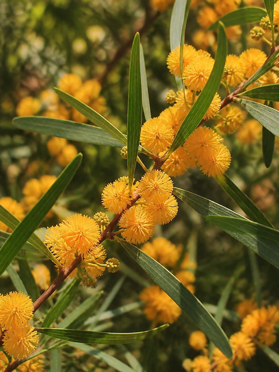 Confusa | 500 zaden | Taiwanese acacia