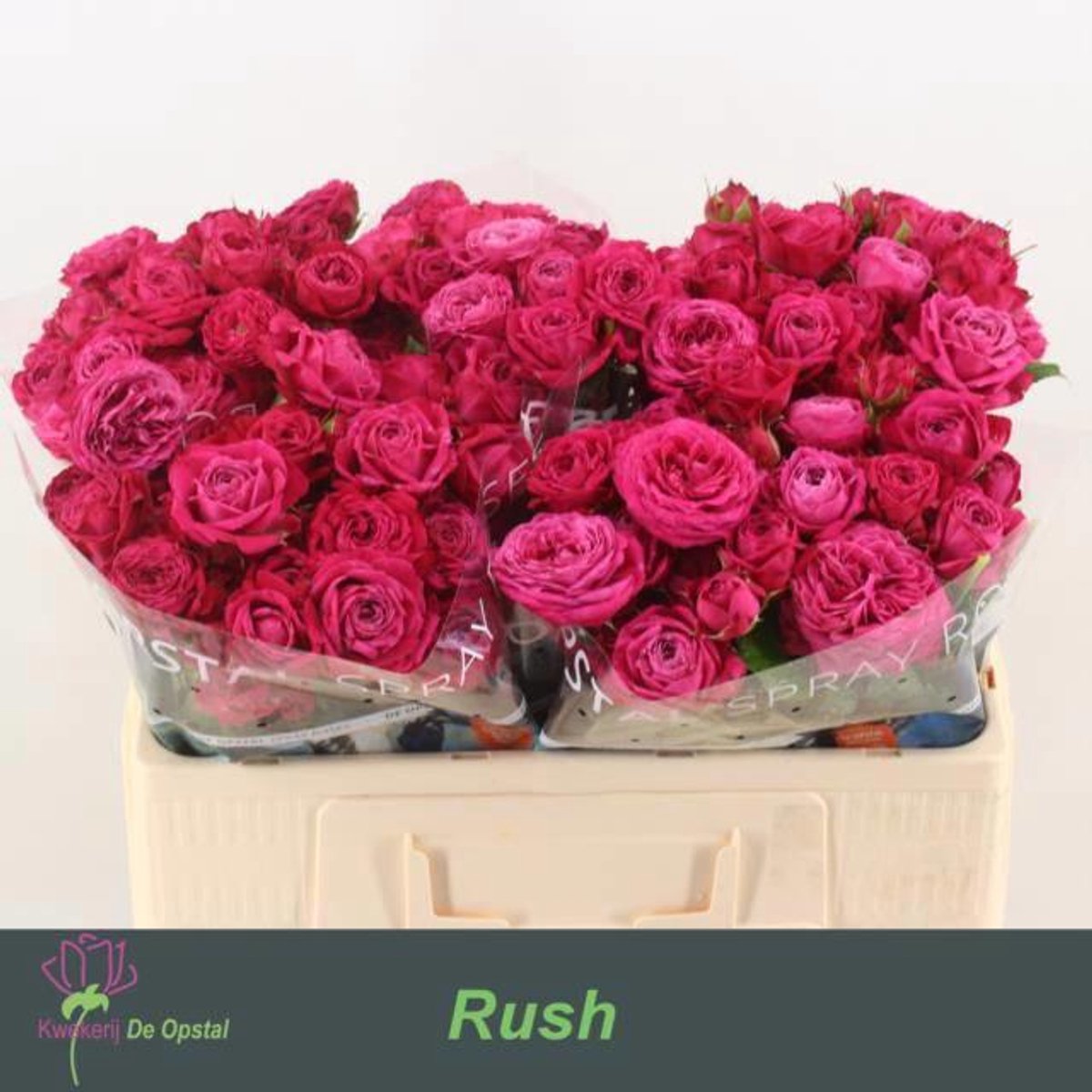10x Rosa tr. rush 50cm