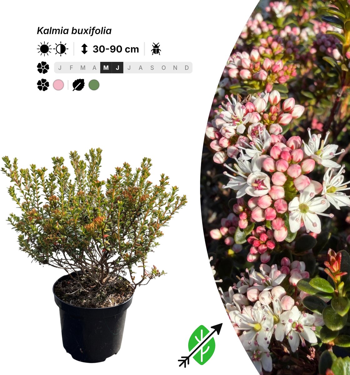Singleplants - 12x Kalmia buxifolia - Pot C1.5 - winterhard tot -26°C