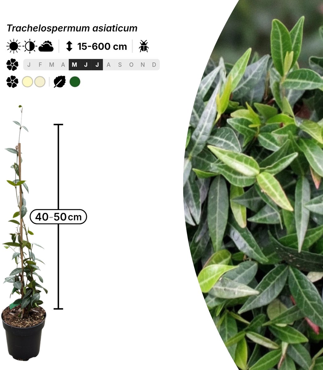 Singleplants - 12x Trachelospermum asiaticum - Pot C1.5 - klimplant - winterhard tot -15°C