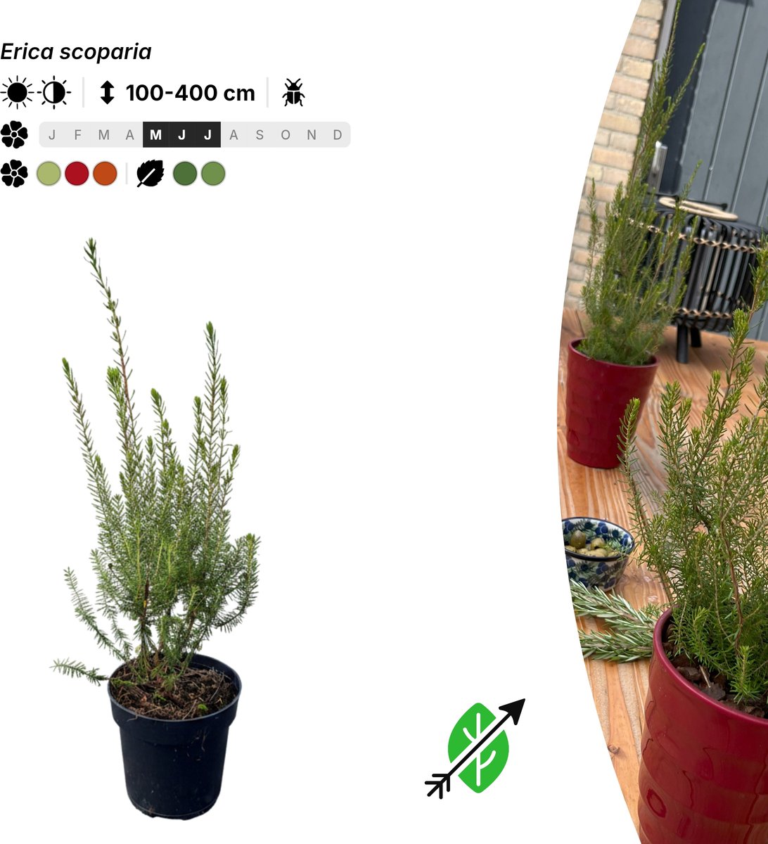 Singleplants - 10x Erica scoparia - Pot P9,5 - winterhard tot -12°C