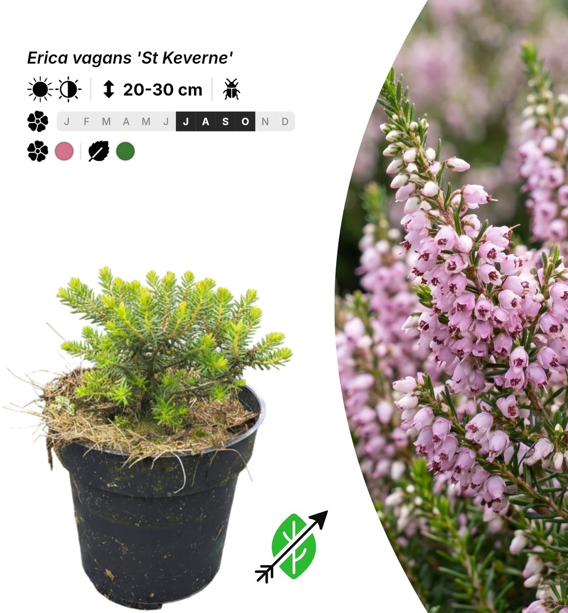 Singleplants - 20x Erica vagans 'St Keverne' - Pot P9,5 - bodembedekker - in bloeiperiode