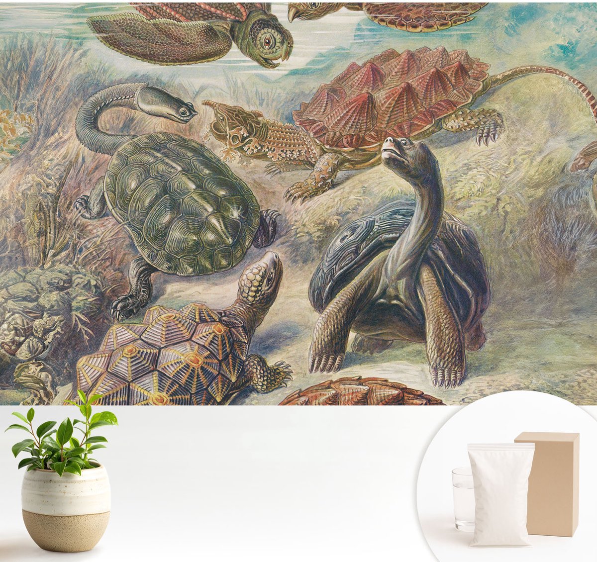 Wallfluent Fotobehang - Groente Vliesbehang - 104x70 cm - Schildpadfauna Muurschildering - Slaapkamer behang Dieren - Fotobehang Vlies - Slaapkamer behang
