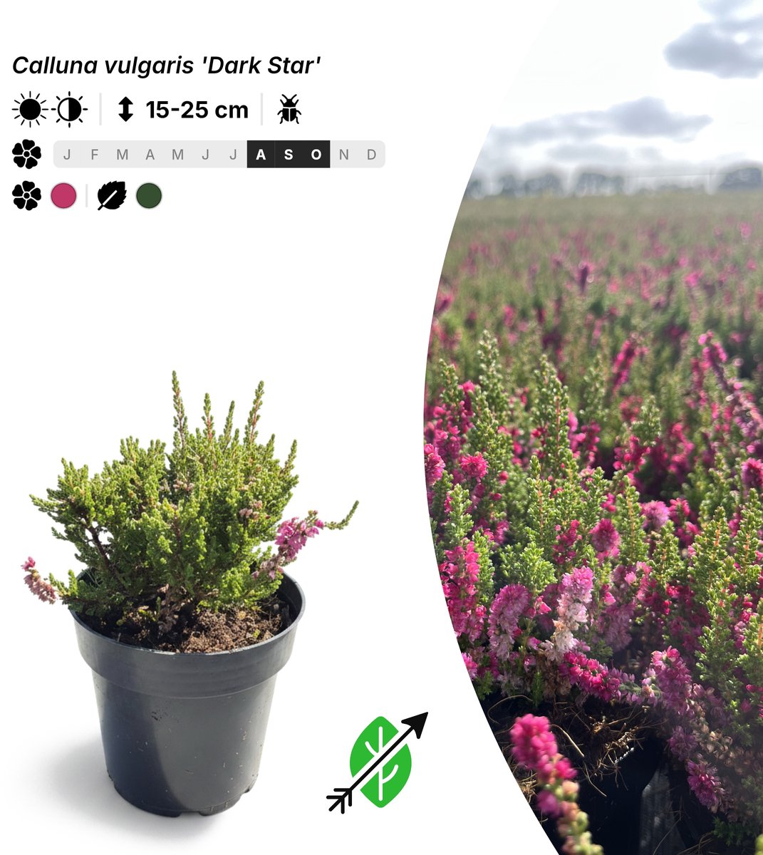 Singleplants - 20x Calluna vulgaris 'Dark Star' - Pot P9,5 - bodembedekker - in bloeiperiode
