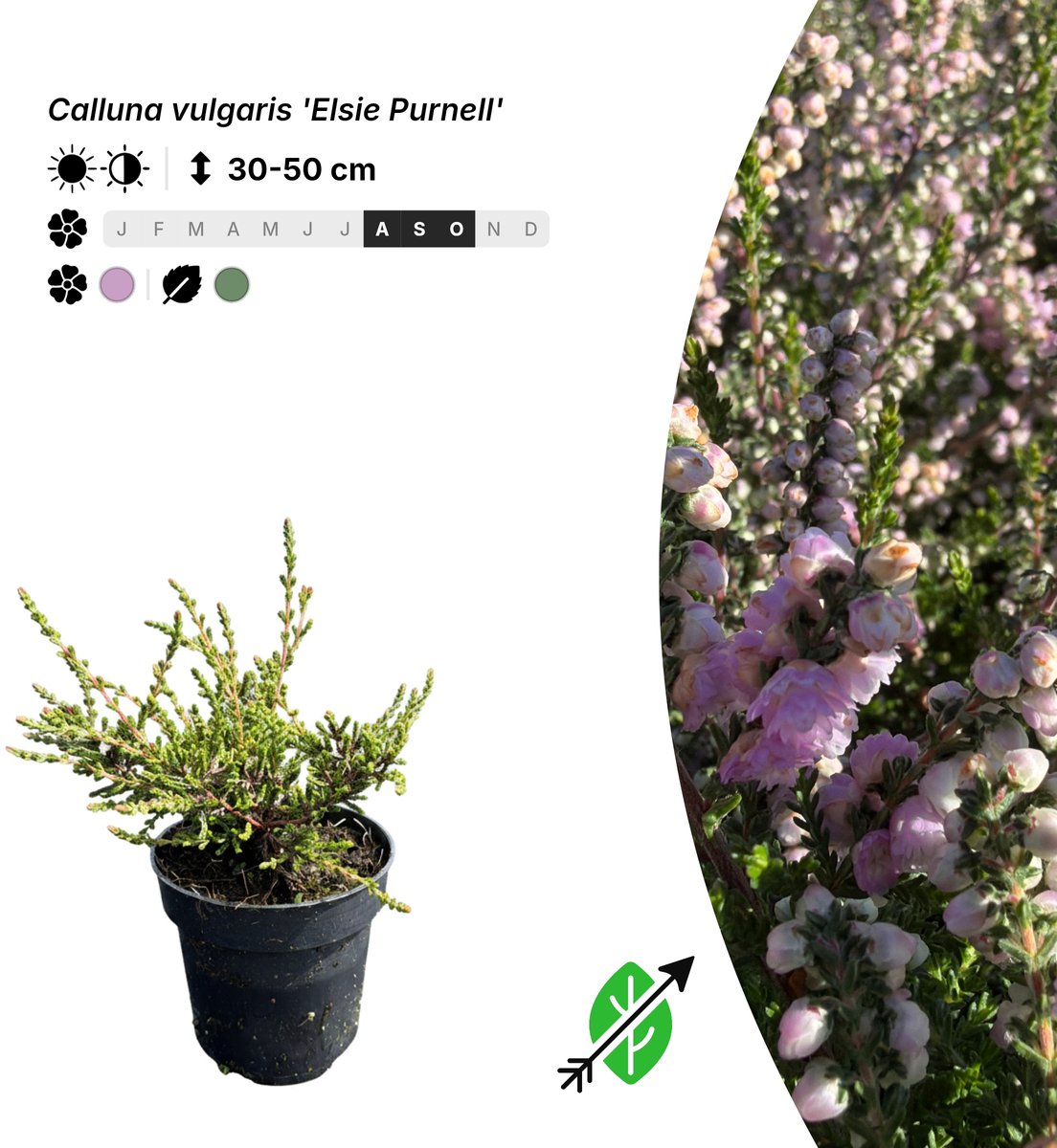 Singleplants - 10x Calluna vulgaris 'Elsie Purnell' - Pot P9,5 - bodembedekker - in bloeiperiode