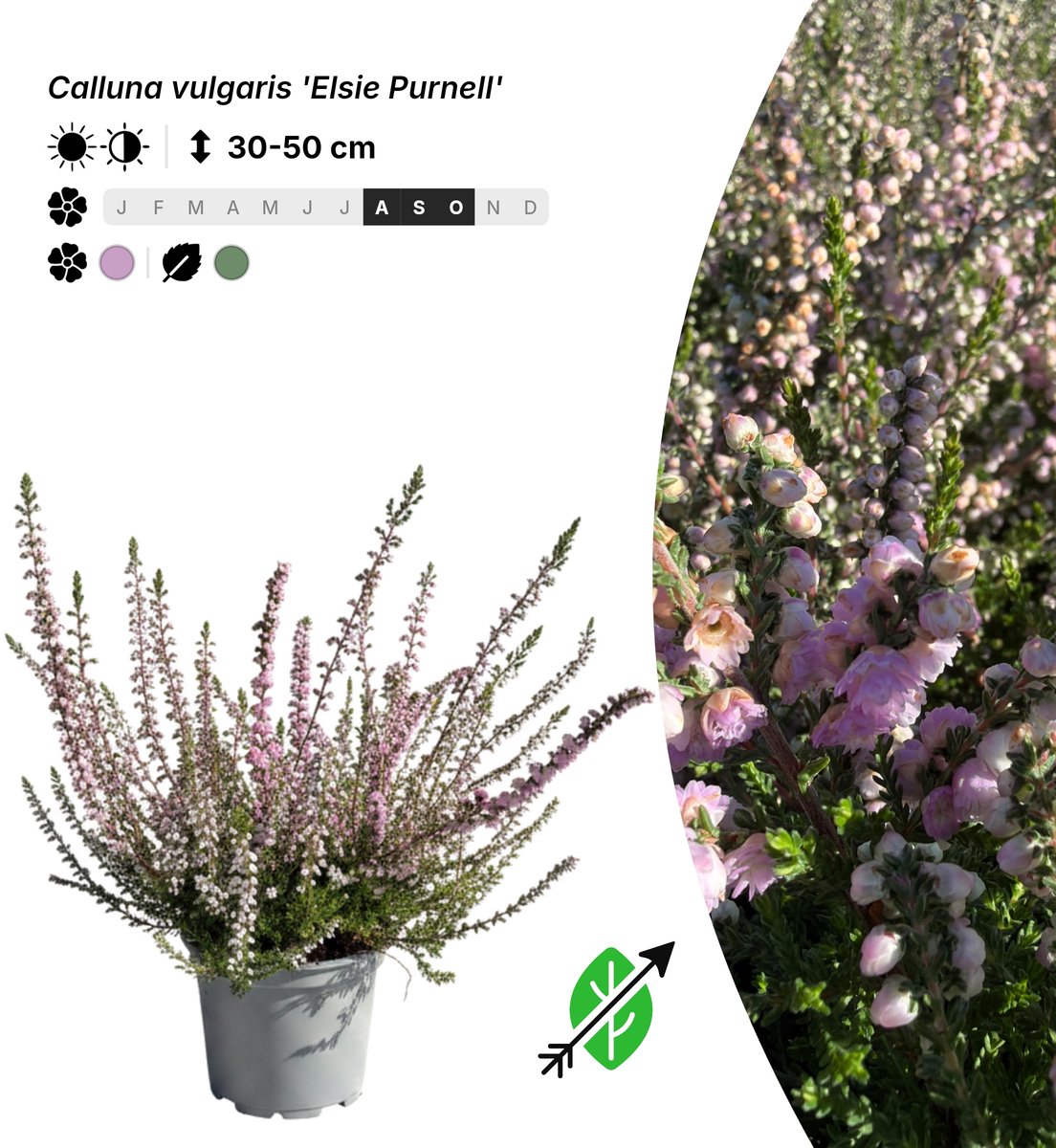 Singleplants - 20x Calluna vulgaris 'Elsie Purnell' - Pot P10,5 - bodembedekker - in bloeiperiode