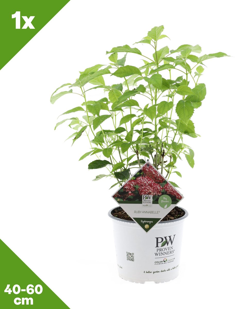 GARDENZO - Hydrangea arborescens 'Ruby Annabelle' (Bolhortensia) x 1, P19, 40-60 cm - Winterhard