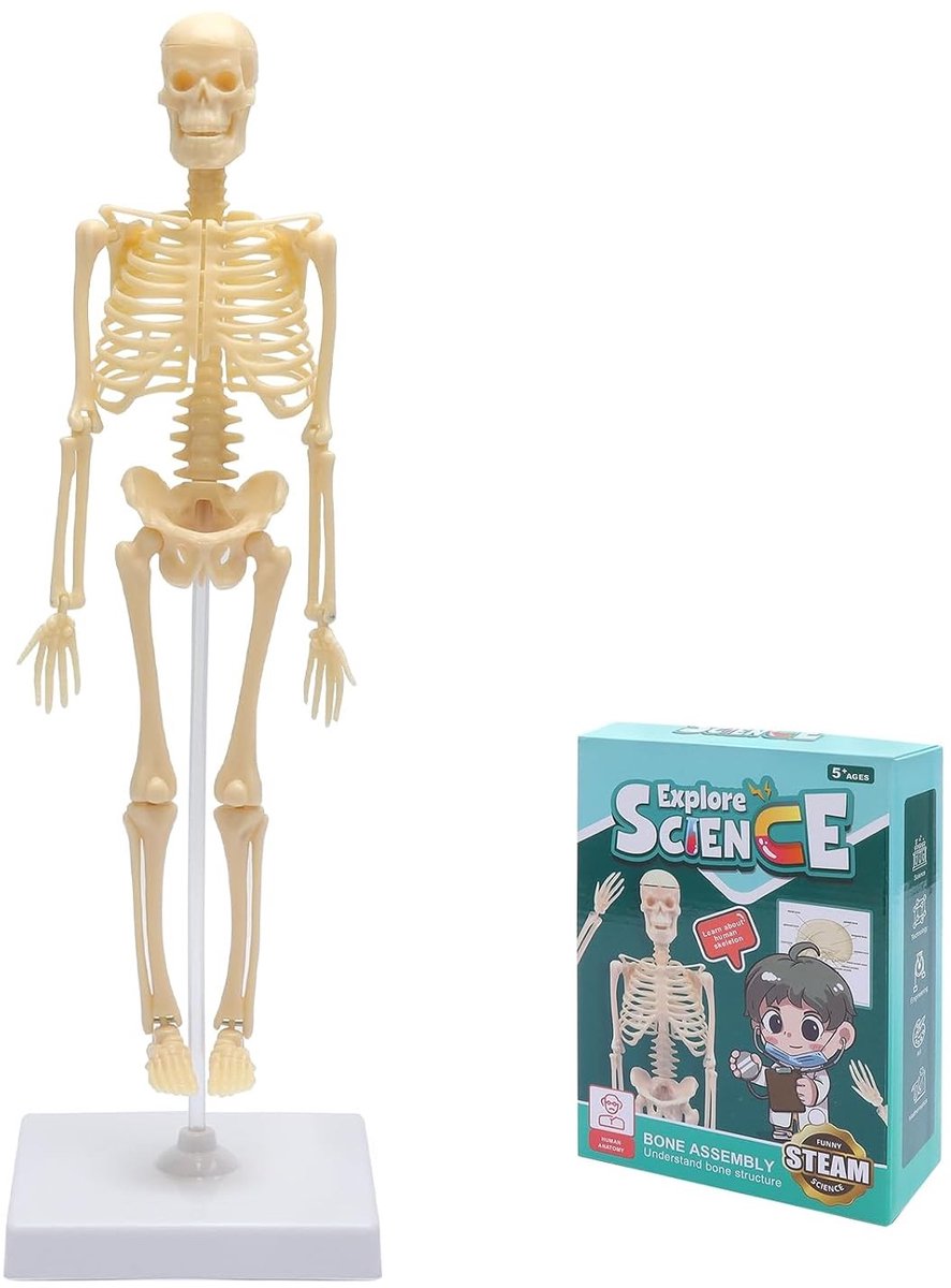 Gedetailleerd menselijk skeletmodel voor anatomie, volledig lichaam met beweegbare armen, beenstructuren en geïntegreerde wervelkolom en ribben