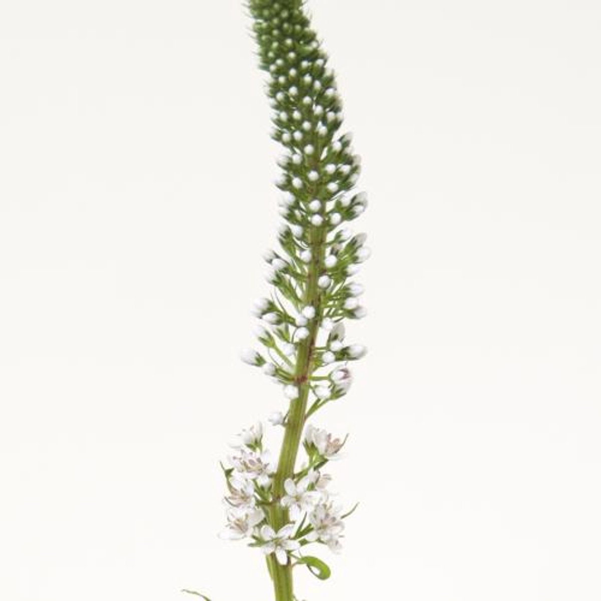 20x Lysimachia clethroides 70cm