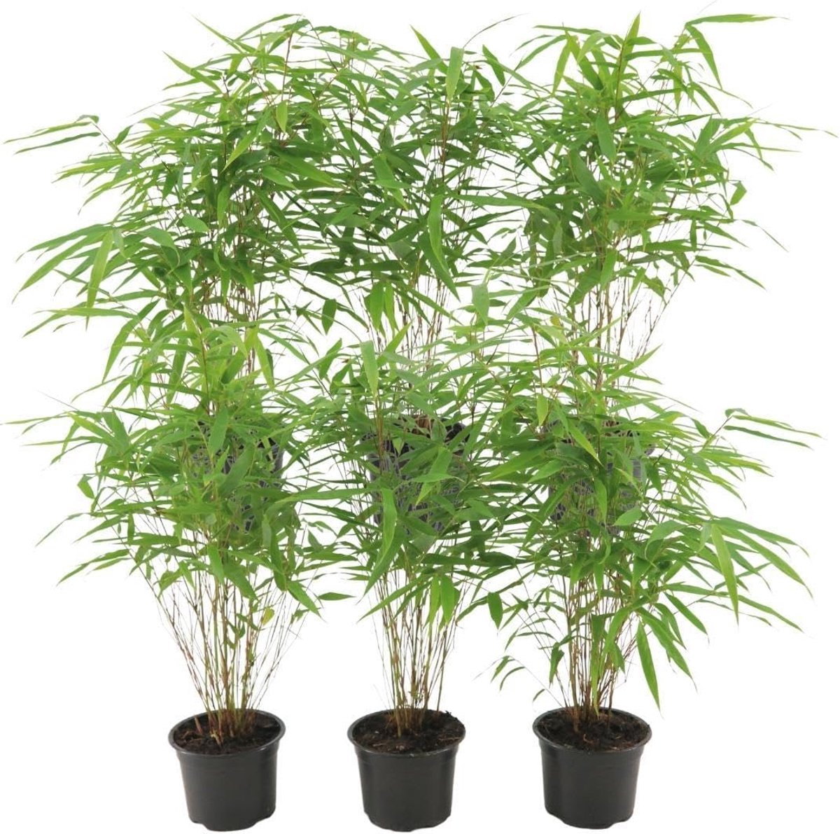 Rufa - Bamboe | 6 stuks - 25cm - Ø12cm - Tuinplant - Multideal