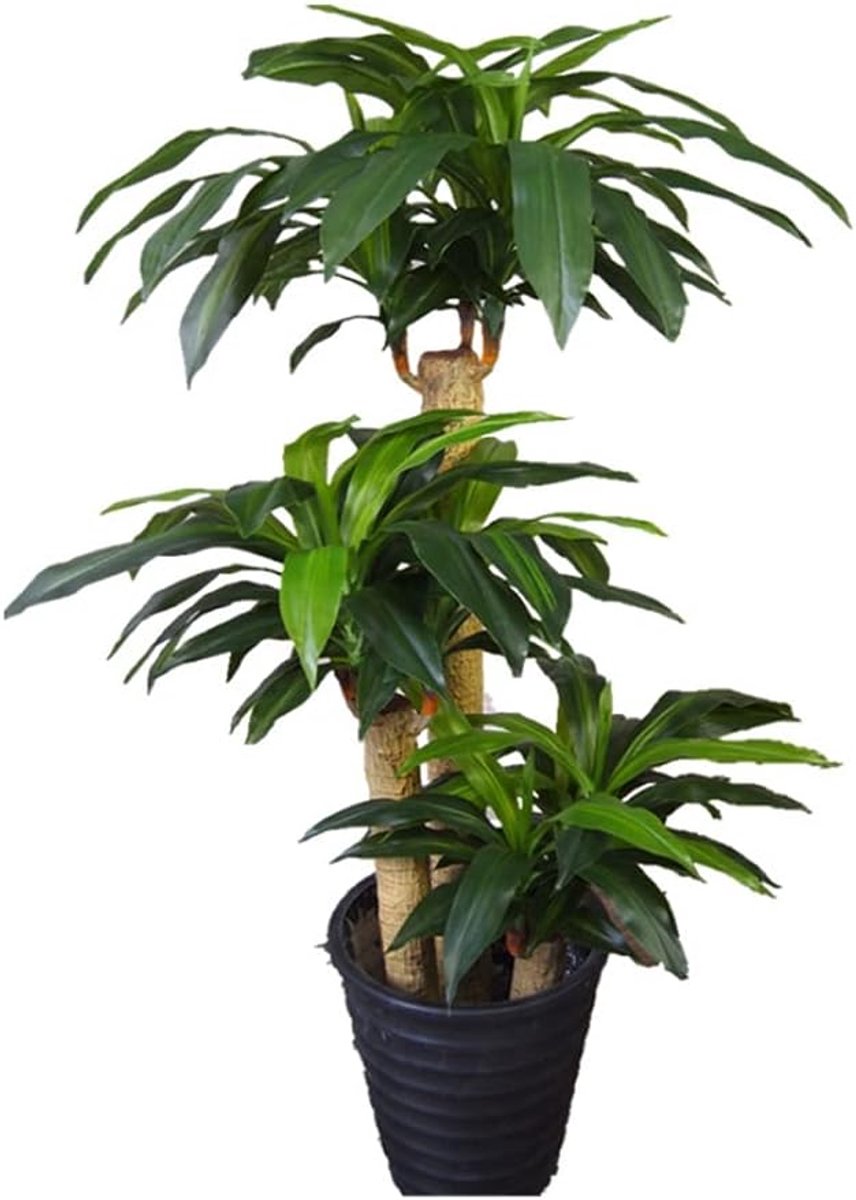 Simulatie boomhoogte imitatie brazilië hout bonsai vloer woonkamer kantoor kunstmatige boom decoratie kunstmatige boom Kunstplant (Color : A)