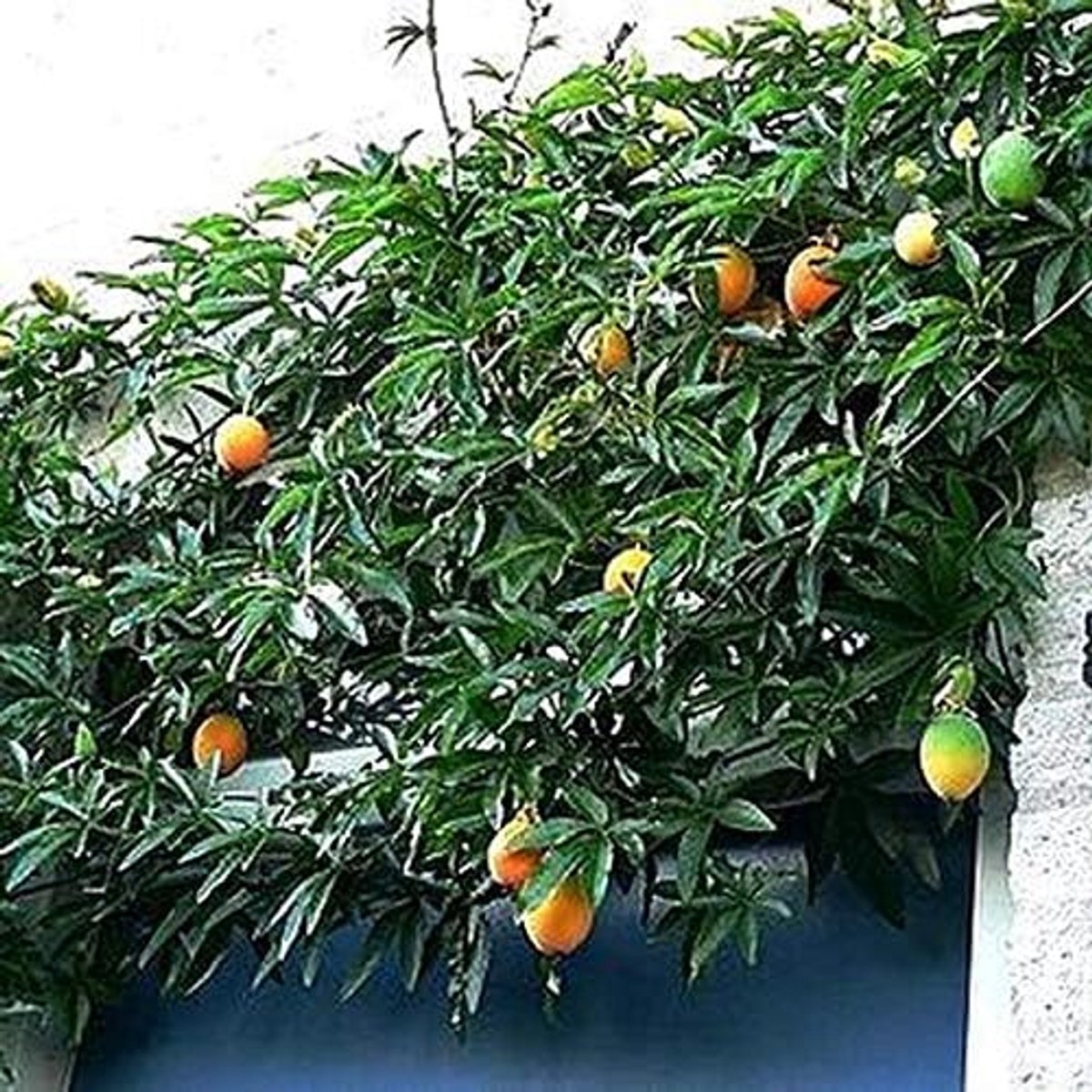 (Passiebloem): Klimplant - Meerjarige Bloeiende Klimplant en Winterhard | 1,5 liter pot