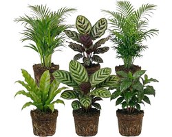 vdvelde.com - Luchtzuiverende kamerplanten set 6 stuks - Onderhoudsvriendelijke groene planten voor thuis & kantoor - Verbetert luchtkwaliteit - Huisdiervriendelijk - Ø12 cm, ca. 30-40 cm hoog