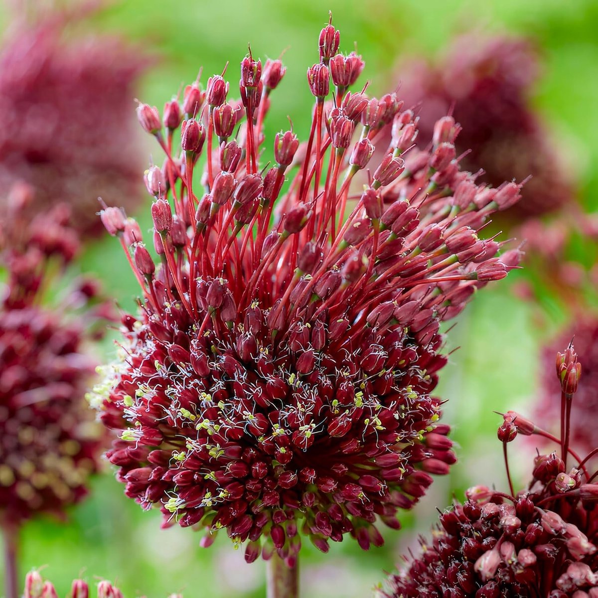 Allium Bloembollen Winterhard - Sierui - Red mohican - 5 stuks - Rood - Bloem bollen - Mix Meerjarig