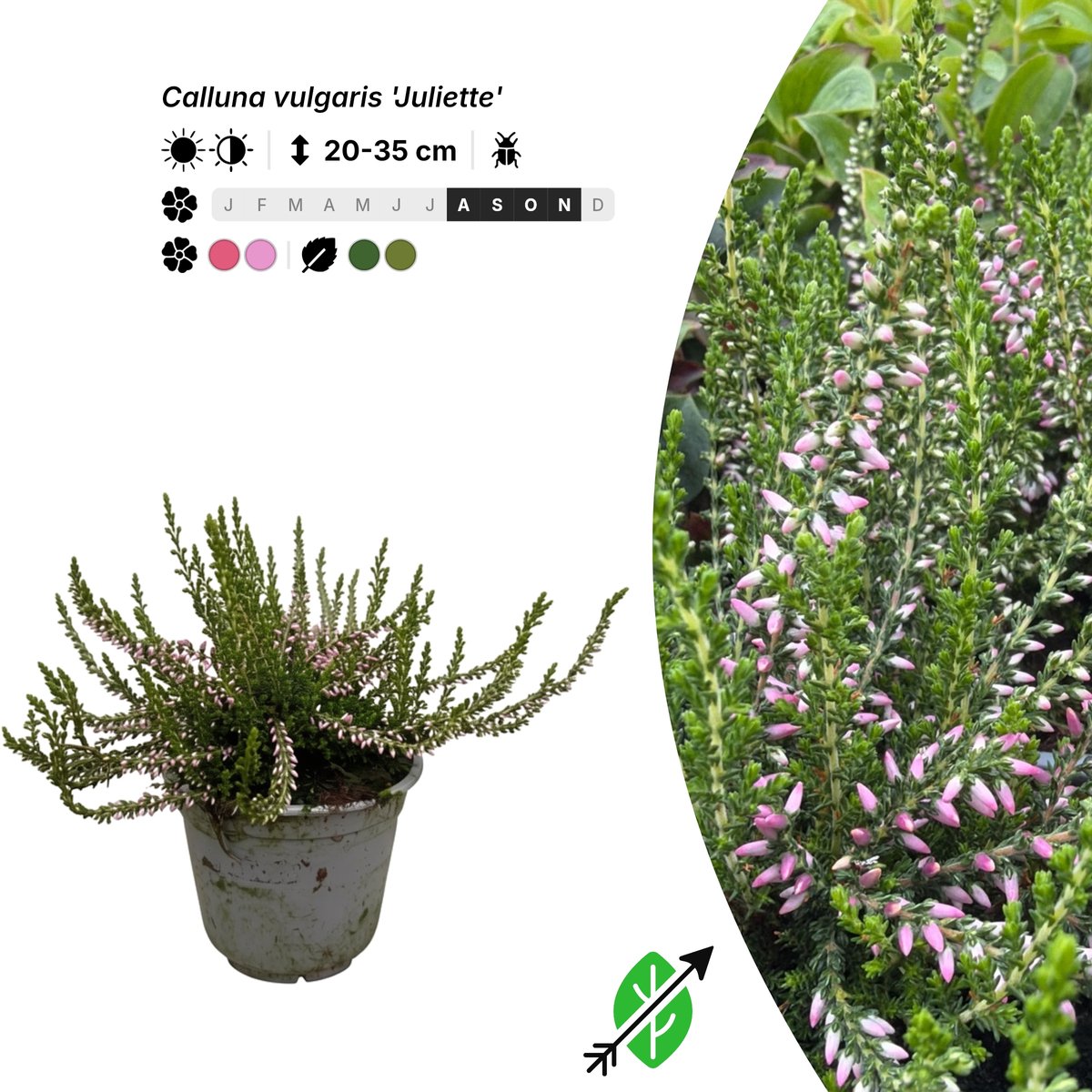 Singleplants - 20x Calluna vulgaris 'Juliette' - Pot P10,5 - bodembedekker - in bloeiperiode
