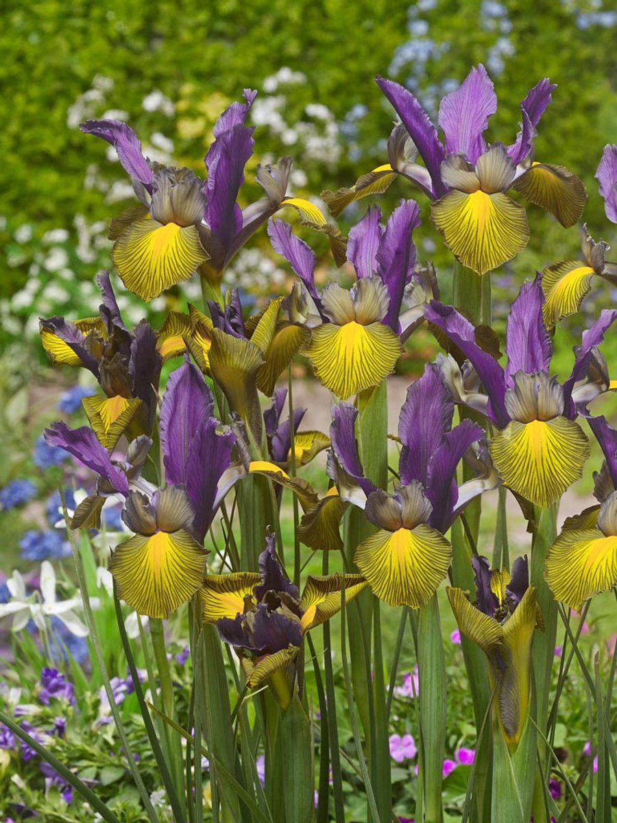 25x Iris 'Iris picasso hollandica' - BULBi® Bloembollen met bloeigarantie