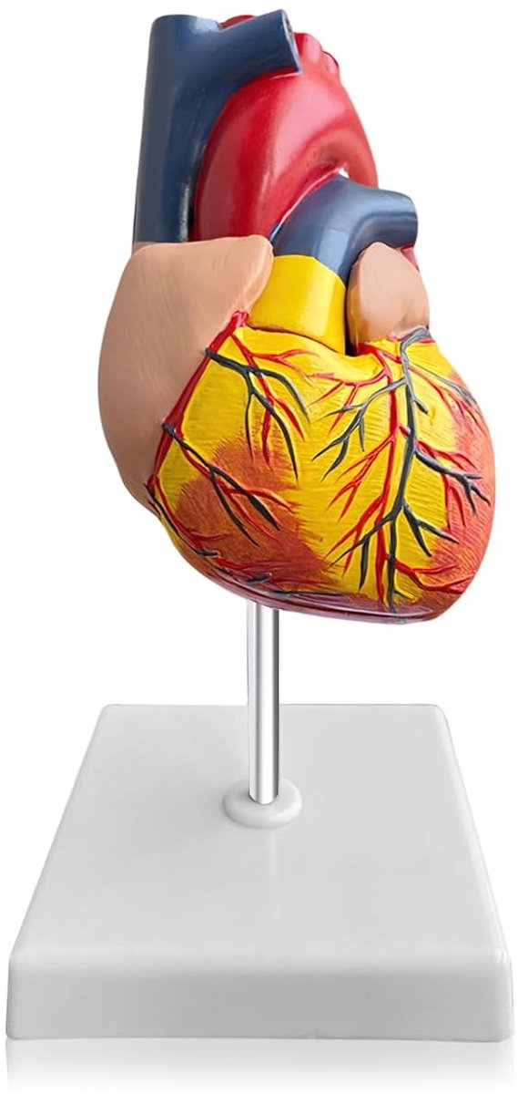 1:1 Wetenschappelijk Menselijk Hartmodel voor Anatomie, PVC Hartmodel, Levensgroot Hartmodel voor Educatieve Doeleinden en Anatomische Studies